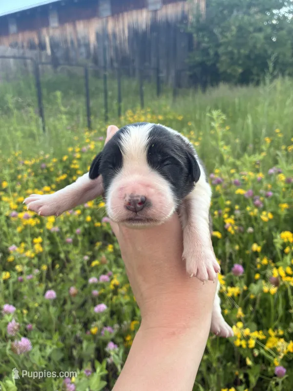 Patriot – Saint Bernard puppy for sale in Minneapolis, MN