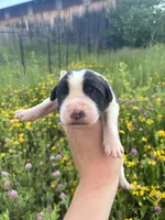 Patriot, a male Saint Bernard for sale in Minneapolis, MN – 1 of 3