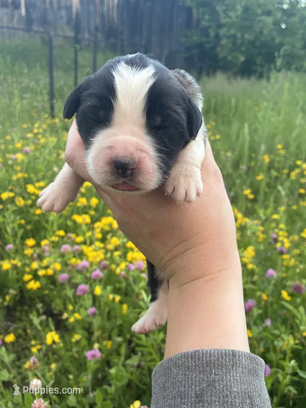 Liberty – Saint Bernard puppy for sale in Minneapolis, MN