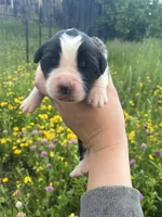 Liberty, a female Saint Bernard for sale in Minneapolis, MN – 1 of 3