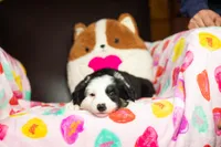 Cookie , a female Australian Shepherd and Border Collie for sale in Minneapolis, MN – Photo 2 of 3