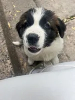 Remmy, a female Saint Bernard for sale in Minneapolis, MN – 2 of 2