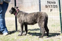 Nova, a female Belgian Malinois and Dutch Shepherd for sale in Minneapolis, MN – 4 of 4