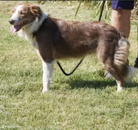 Reina, a female Border Collie for sale in Minneapolis, MN – 4 of 5