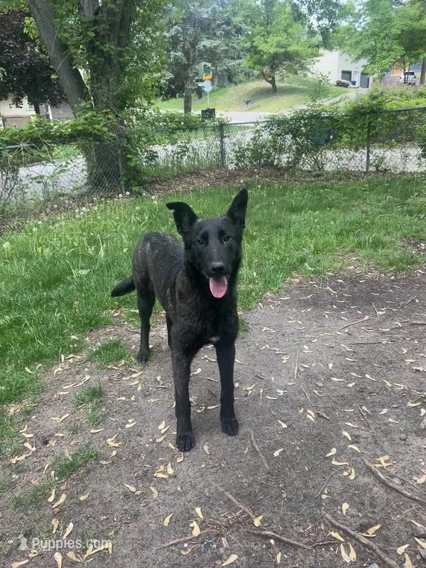 Kratos – Belgian Malinois, Dutch Shepherd puppy for sale in Minneapolis, MN