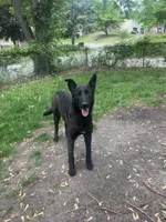 Kratos, a female Belgian Malinois and Dutch Shepherd for sale in Minneapolis, MN – 1 of 4