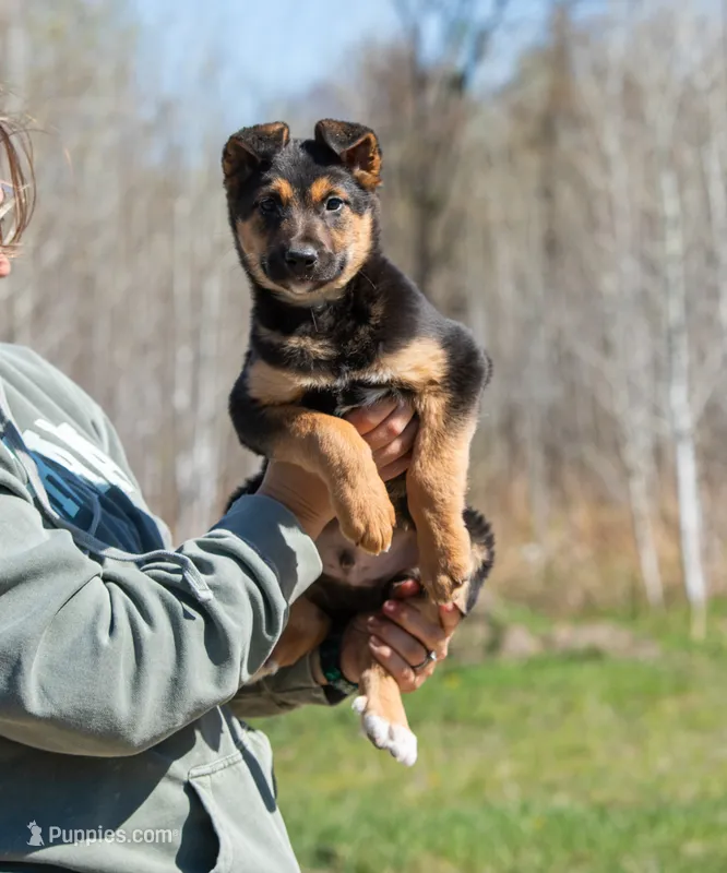 Coyote  – Belgian Malinois, Border Collie puppy for sale in Minneapolis, MN