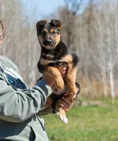 Coyote , a male Belgian Malinois and Border Collie for sale in Minneapolis, MN – 1 of 10