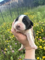 Patriot, a male Saint Bernard for sale in Minneapolis, MN – 3 of 3