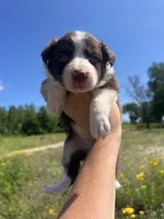 Reina, a female Border Collie for sale in Minneapolis, MN – 3 of 5