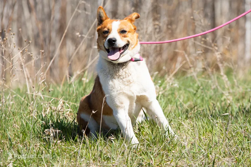 Ranger – Australian Cattle Dog, Australian Shepherd puppy for sale in Minneapolis, MN