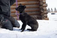 Andromeda , a female Belgian Malinois and Dutch Shepherd for sale in Minneapolis, MN – Photo 1 of 7