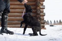 Andromeda , a female Belgian Malinois and Dutch Shepherd for sale in Minneapolis, MN – Photo 3 of 7