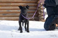 Andromeda , a female Belgian Malinois and Dutch Shepherd for sale in Minneapolis, MN – Photo 2 of 7