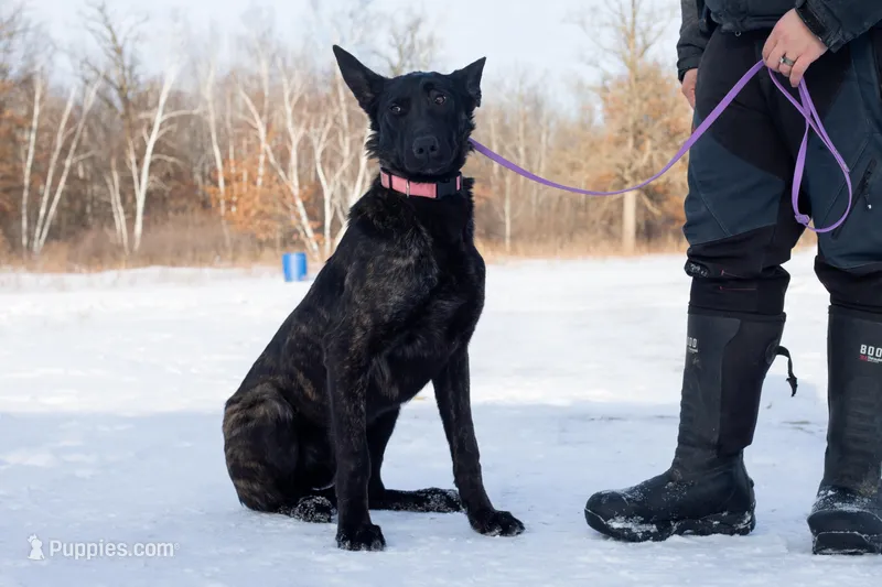 Viper, a female Belgian Malinois and Dutch Shepherd for sale in Minneapolis, MN – Photo 1 of 8