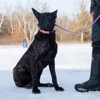 Viper, a female Belgian Malinois and Dutch Shepherd for sale in Minneapolis, MN – Photo 1 of 8