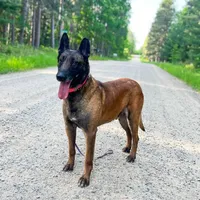 Viper, a female Belgian Malinois and Dutch Shepherd for sale in Minneapolis, MN – Photo 6 of 8