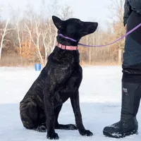 Viper, a female Belgian Malinois and Dutch Shepherd for sale in Minneapolis, MN – Photo 2 of 8