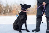 Viper, a female Belgian Malinois and Dutch Shepherd for sale in Minneapolis, MN – Photo 2 of 8