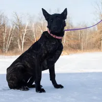 Viper, a female Belgian Malinois and Dutch Shepherd for sale in Minneapolis, MN – Photo 3 of 8