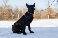 Viper, a female Belgian Malinois and Dutch Shepherd for sale in Minneapolis, MN – Photo 3 of 8