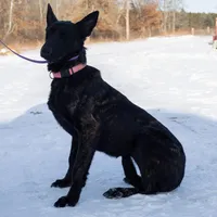 Viper, a female Belgian Malinois and Dutch Shepherd for sale in Minneapolis, MN – Photo 5 of 8