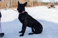 Viper, a female Belgian Malinois and Dutch Shepherd for sale in Minneapolis, MN – Photo 5 of 8