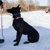 Viper, a female Belgian Malinois and Dutch Shepherd for sale in Minneapolis, MN – Photo 4 of 8