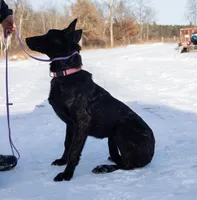 Viper, a female Belgian Malinois and Dutch Shepherd for sale in Minneapolis, MN – Photo 4 of 8
