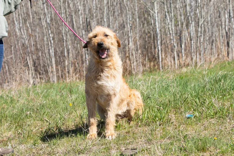 Crush – Belgian Malinois, Old English Sheepdog puppy for sale in Minneapolis, MN