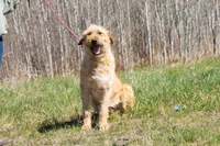 Crush, a male Belgian Malinois and Old English Sheepdog for sale in Minneapolis, MN – 1 of 4