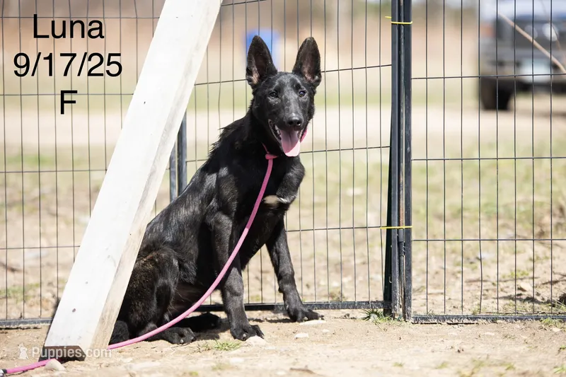 Luna – Belgian Malinois, Dutch Shepherd puppy for sale in Minneapolis, MN