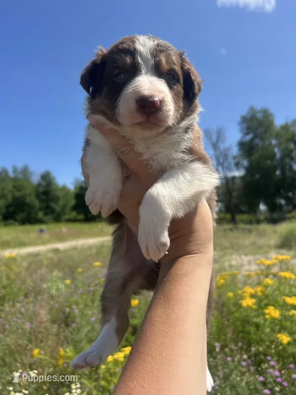 Duke – Border Collie puppy for sale in Minneapolis, MN