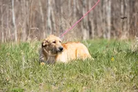 Fanta, a female Belgian Malinois and Old English Sheepdog for sale in Minneapolis, MN – 2 of 2