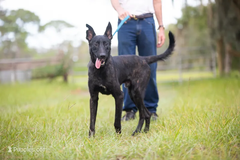 Kratos – Belgian Malinois, Dutch Shepherd puppy for sale in Minneapolis, MN