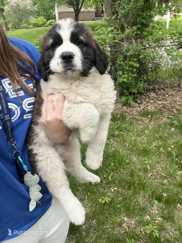 Remmy – Saint Bernard puppy for sale in Minneapolis, MN