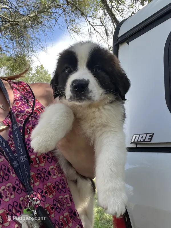 Legacy  – Saint Bernard puppy for sale in Minneapolis, MN