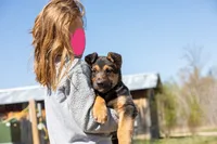 Coyote , a male Belgian Malinois and Border Collie for sale in Minneapolis, MN – 2 of 10