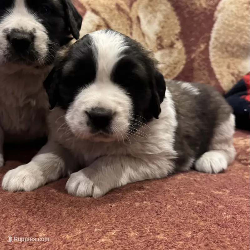 Remmy – Saint Bernard puppy for sale in Minneapolis, MN