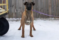 Valor, a female Belgian Malinois for sale in Minneapolis, MN – Photo 2 of 10