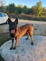 Valor, a female Belgian Malinois for sale in Minneapolis, MN – Photo 10 of 10