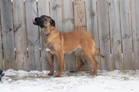 Valor, a female Belgian Malinois for sale in Minneapolis, MN – Photo 6 of 10