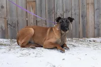 Valor, a female Belgian Malinois for sale in Minneapolis, MN – Photo 1 of 10
