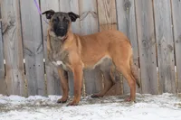 Valor, a female Belgian Malinois for sale in Minneapolis, MN – Photo 5 of 10