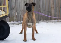 Valor, a female Belgian Malinois for sale in Minneapolis, MN – Photo 4 of 10