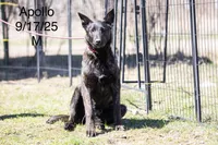 Apollo, a male Belgian Malinois and Dutch Shepherd for sale in Minneapolis, MN – 2 of 3