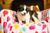Tweety, a female Saint Bernard for sale in Minneapolis, MN – Photo 1 of 8