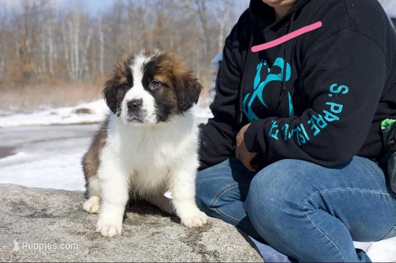 Tweety – Saint Bernard puppy for sale in Minneapolis, MN