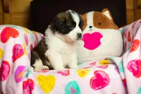 Tweety, a female Saint Bernard for sale in Minneapolis, MN – Photo 3 of 8