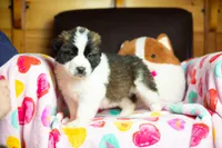 Tweety, a female Saint Bernard for sale in Minneapolis, MN – Photo 8 of 8